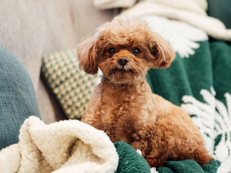 A small, cute dog sitting alert on a couch with blankets