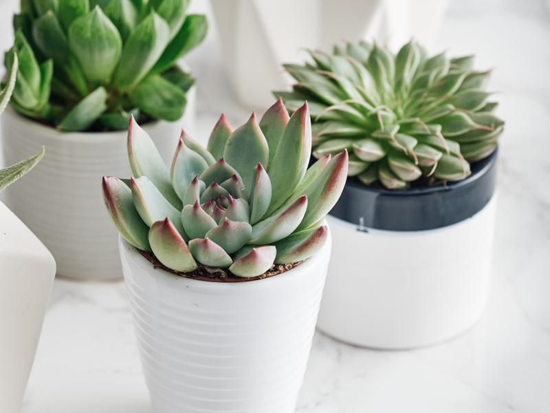 A collection of small succulent plants on a white countertop